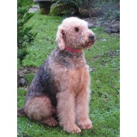 Alsea'oorang Airedales at "Solgaard Farms"