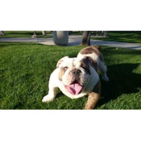 Sandov's English Bulldog