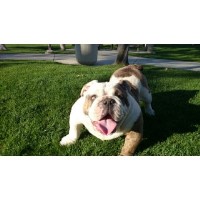 Sandov's English Bulldog English Bulldog breeder