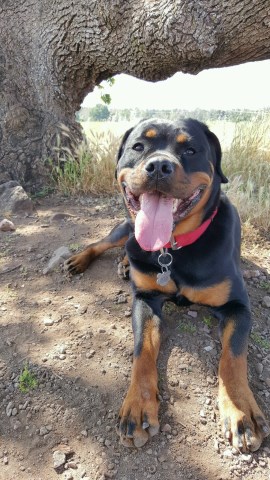 Rottweiler Breeder 25669