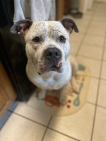 Jesica Lantroop - American Pit Bull Terrier Stud