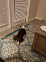 Brandon - Boston Terrier Stud