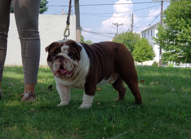 English Bulldog Breeder 27956