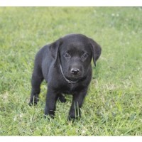 Sooner Labs Labrador Retriever breeder