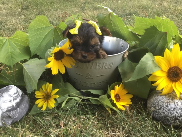 Yorkshire Terrier Breeder 29706