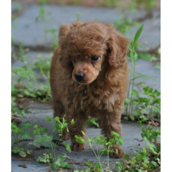 Poodle Miniature Breeder 24843