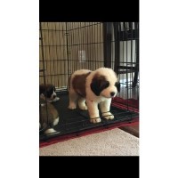 Allan Smith - Saint Bernard Breeder Saint Bernard breeder