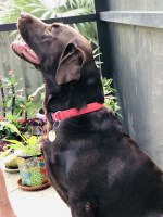 Fred Baker - Labrador Retriever Stud