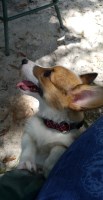 Elizabeth Eldredge - Pembroke Welsh Corgi Stud