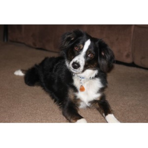 pug puppies for sale bakersfield ca judi whittington miniature australian shepherd stud in bakersfield california pug puppies for sale bakersfield ca judi whittington miniature australian shepherd stud in bakersfield california
