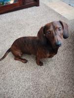 Katarina M Bonelli - Dachshund Stud