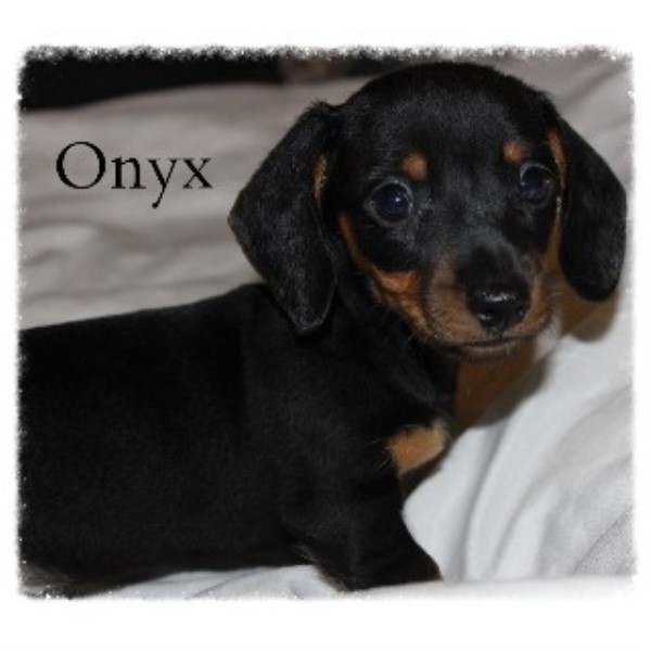 DachshundDelight, Dachshund Breeder in Maryville, Tennessee