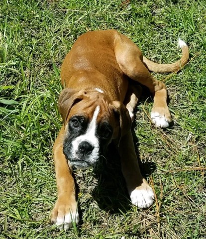 Boxer Breeder 25088