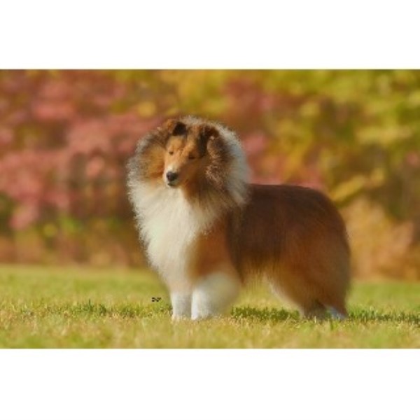 angelic shelties