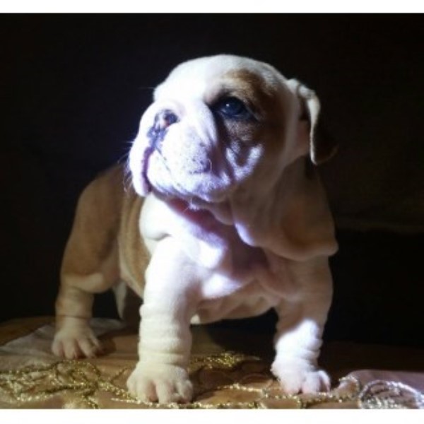 English Bulldog Breeder 25022