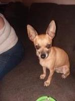 Walter - Chihuahua Stud