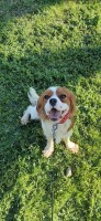 Sabrina - Cavalier King Charles Spaniel Stud