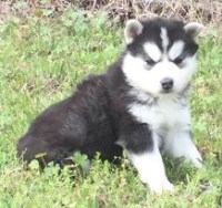 Maria's Happy Heathly Huskies Siberian Husky breeder