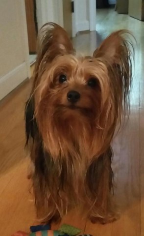 Yorkshire Terrier Breeder 14984