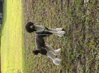 Matt glinka - Poodle Standard Stud