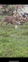 North West Bulldogs English Bulldog breeder