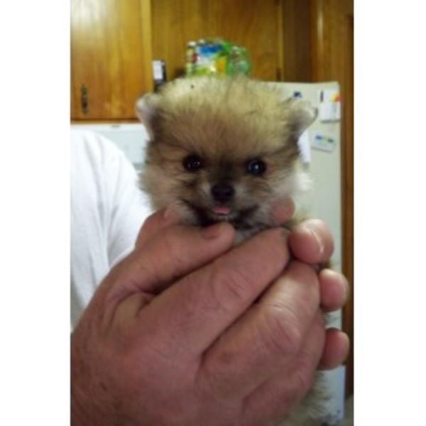 Pomeranian Breeder 23797