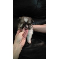 foreverpomeranian Pomeranian breeder