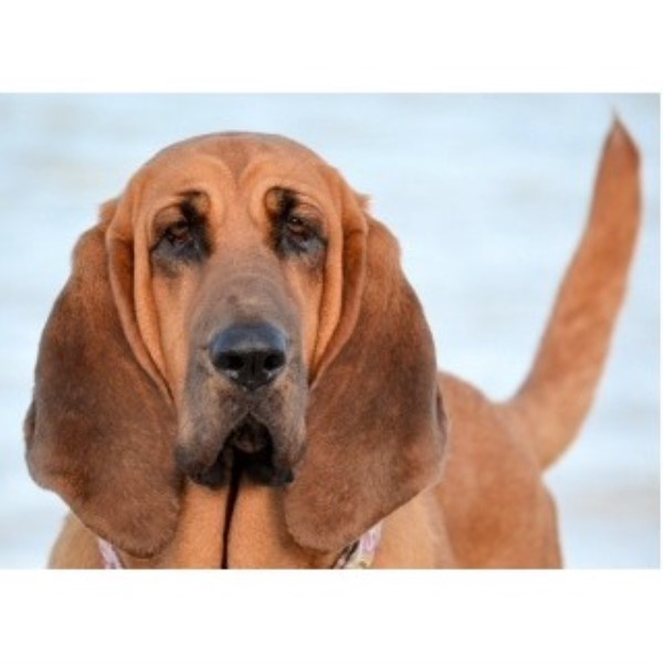 Caan Do Hounds, Bloodhound Breeder in South Carolina USA