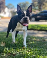 Amanda Duvall - Boston Terrier Stud