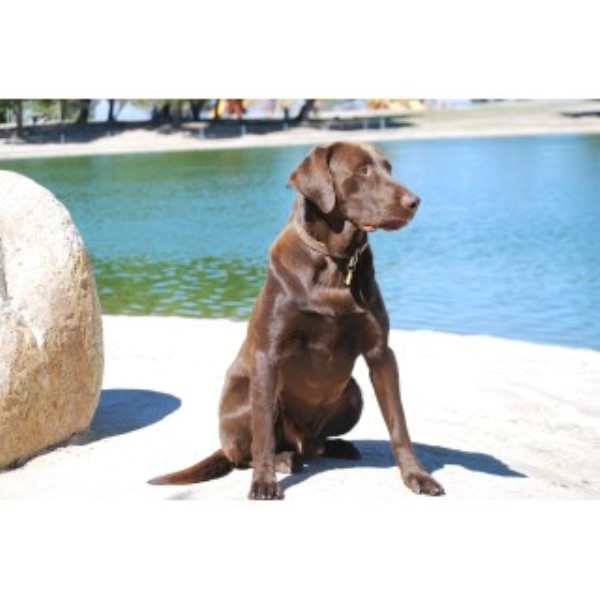 Labrador Retriever Breeder 25133