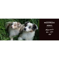 MeadowLake Kennel Miniature Australian Shepherd breeder