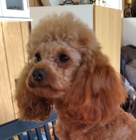 Roman - Poodle Toy Stud