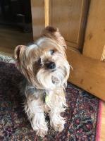 Moses - Yorkshire Terrier Stud
