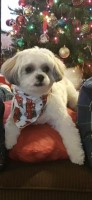 Mar - Shih Tzu Stud