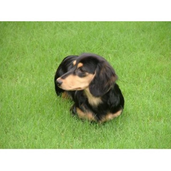 Dachshund For Sale Alabama / Red Dapple Miniature