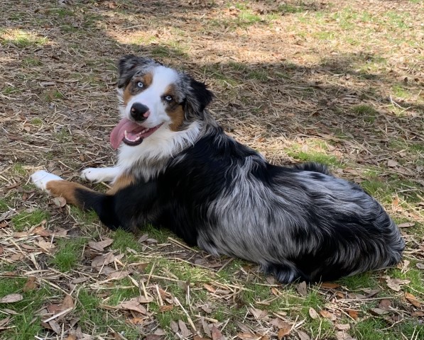 Australian Shepherd Dog Stud 29110