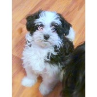 Cindy’s Clever Canines Havanese breeder