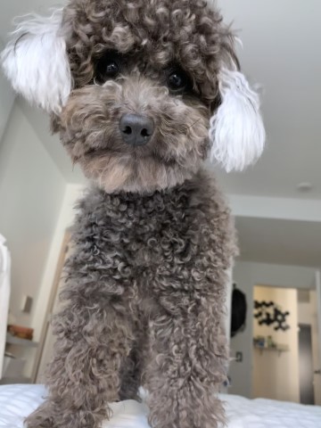 Demetri