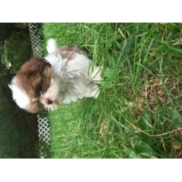 Shih Tzu Breeder 24870