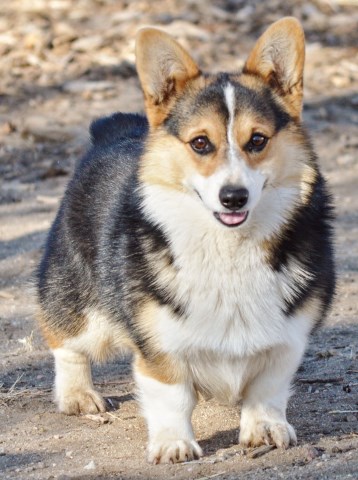 corgi breeders virginia freedoglistings pembroke akc corral millersburg