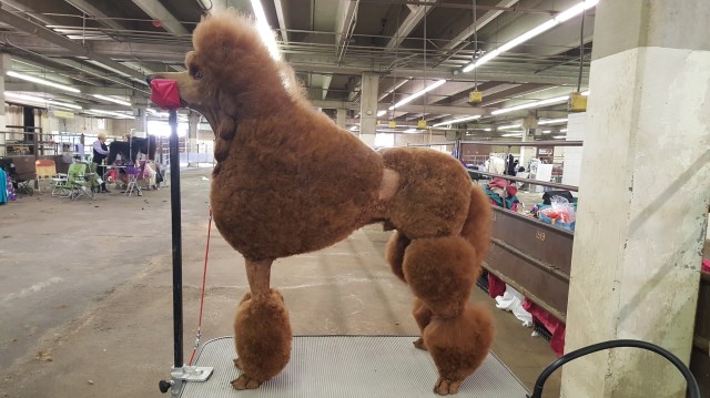 Poodle Standard Breeder 26751