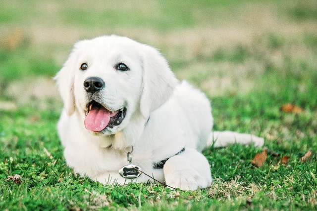 Golden Retriever Breeder 29189