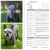Milan - French Bulldog Stud
