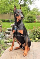 Avis Black Star de Visea - Doberman Pinscher Stud