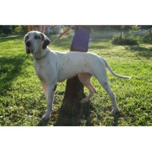 Great Dane Breeder 23811