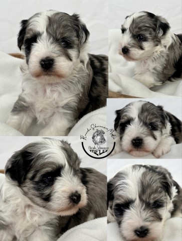 Miniature Schnauzer Breeder 31115