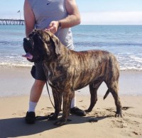 Shirley Marquardt Mastiff breeder