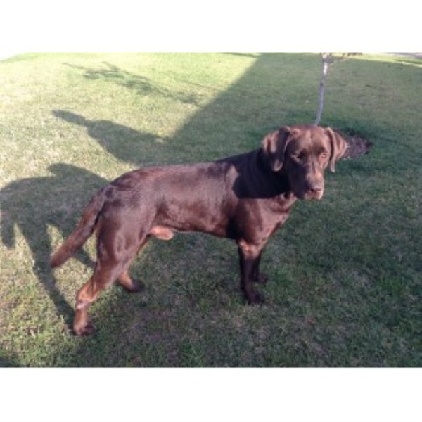 Labrador Retriever Stud 23756