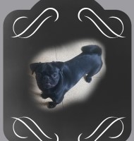 Rick Barrera - Pug Stud