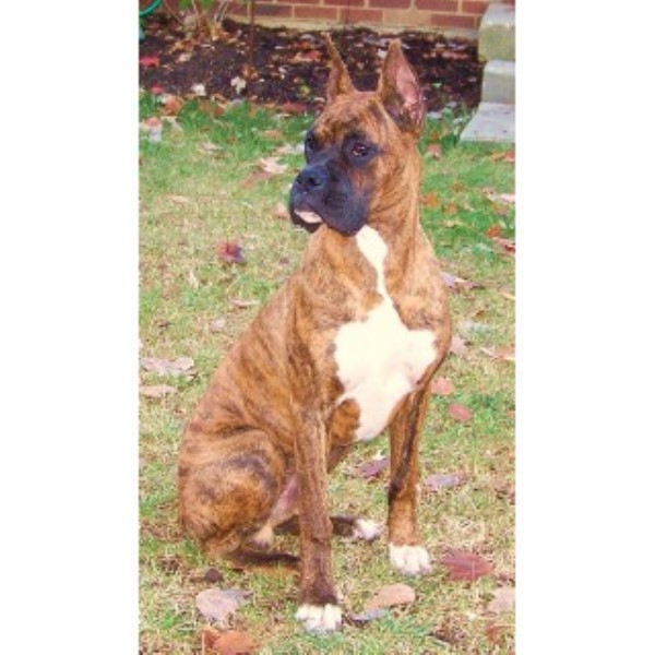 C&G K-9 Boxer Studs, Boxer Stud in Cincinnati, Ohio